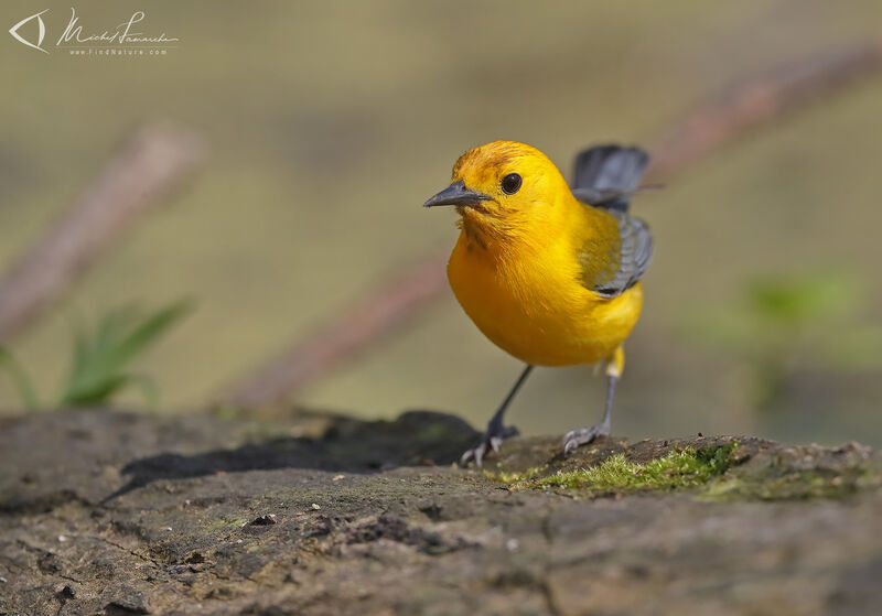 Prothonotary Warbler male adult