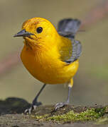 Prothonotary Warbler