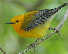 Prothonotary Warbler