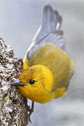 Prothonotary Warbler