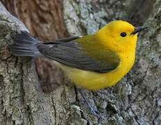 Prothonotary Warbler