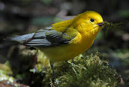 Prothonotary Warbler