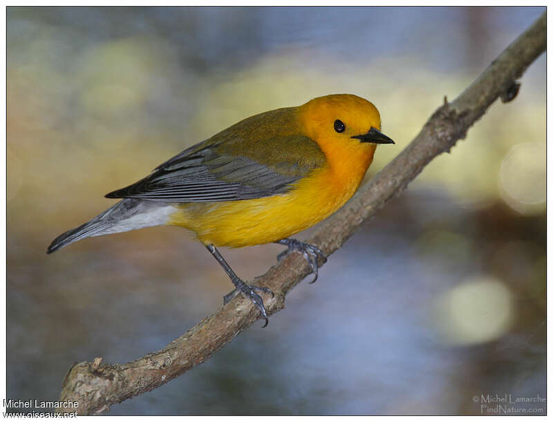 Prothonotary Warbler male adult, identification