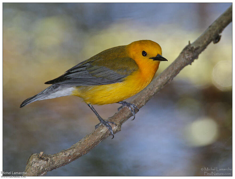 Prothonotary Warbler male adult, identification