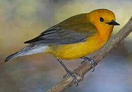 Prothonotary Warbler