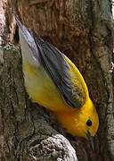 Prothonotary Warbler