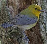 Prothonotary Warbler