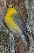 Prothonotary Warbler