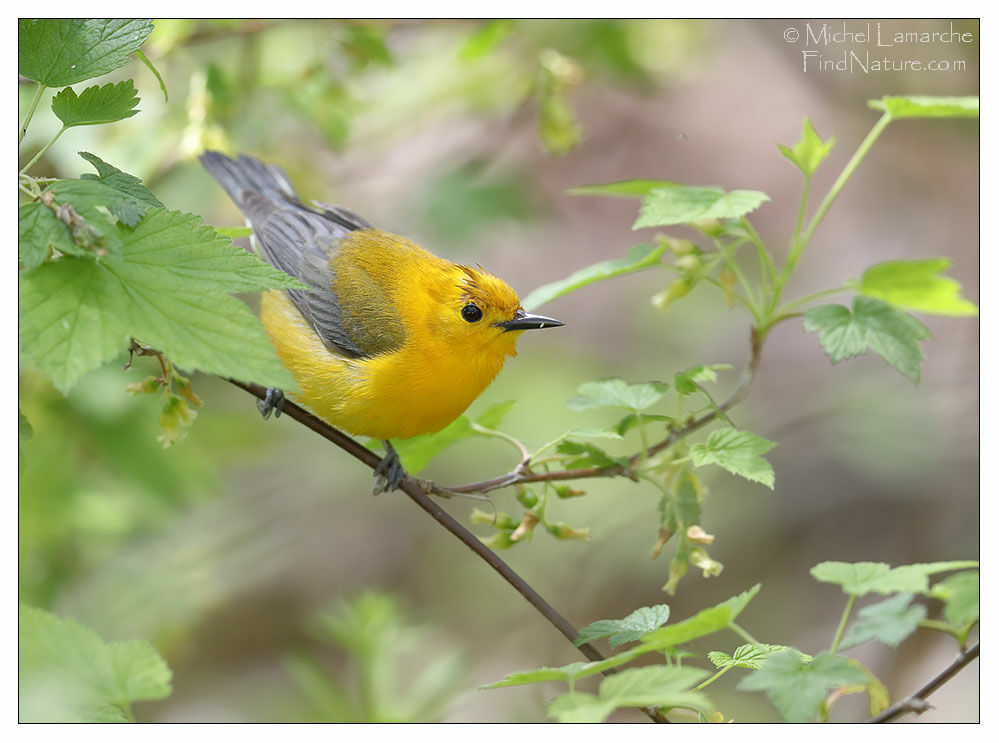 Prothonotary Warbler