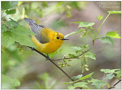 Prothonotary Warbler