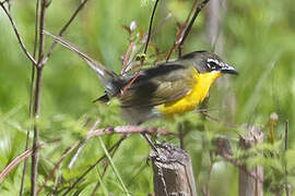 Yellow-breasted Chat