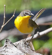 Yellow-breasted Chat