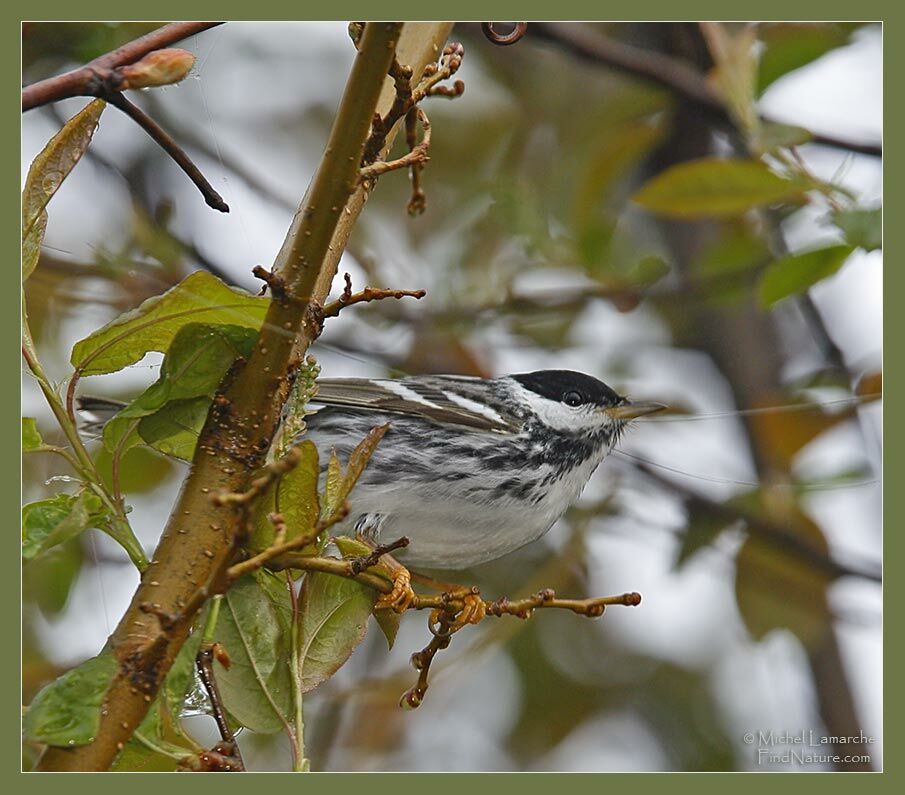 Blackpoll Warbler male adult breeding, identification