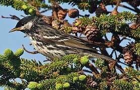 Blackpoll Warbler