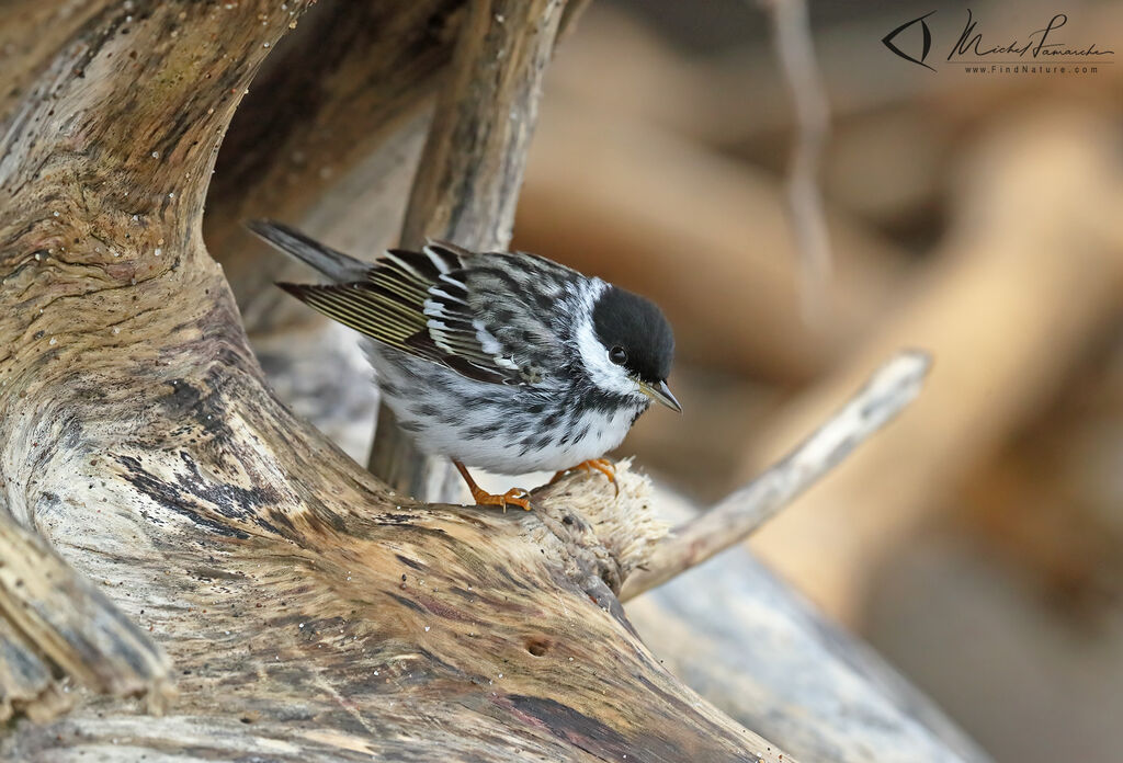 Blackpoll Warbler male adult breeding