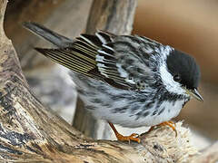 Blackpoll Warbler