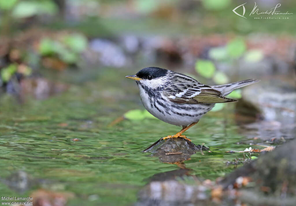 Blackpoll Warbler male adult breeding, identification