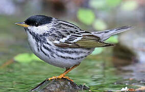 Blackpoll Warbler