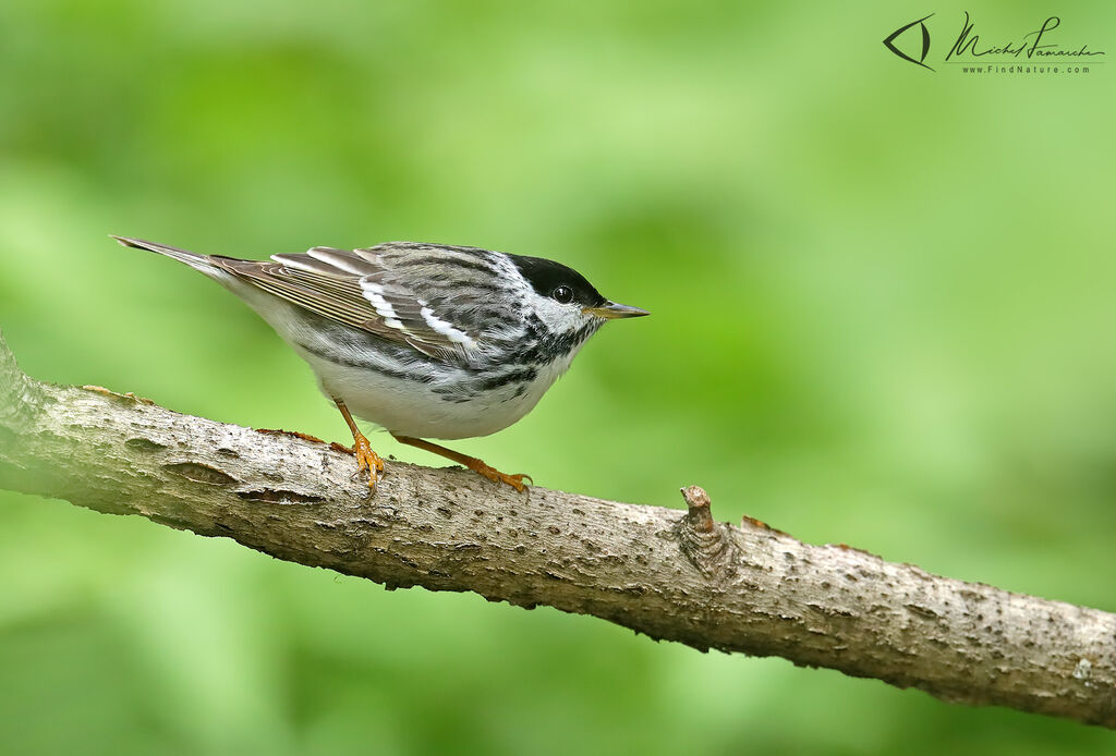 Paruline rayée mâle adulte nuptial