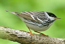 Blackpoll Warbler