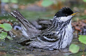 Blackpoll Warbler