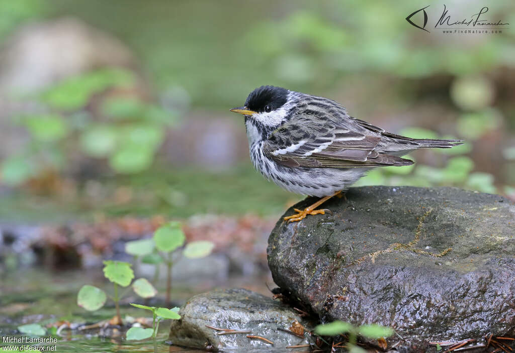 Blackpoll Warbler male adult breeding, identification