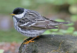 Blackpoll Warbler