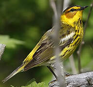 Cape May Warbler