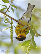 Cape May Warbler