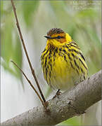 Cape May Warbler