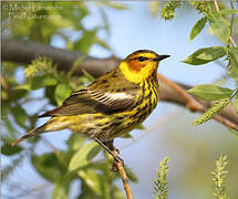 Cape May Warbler