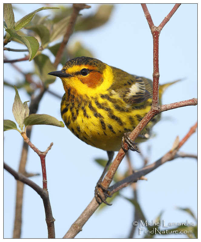 Cape May Warbler