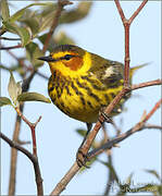 Cape May Warbler