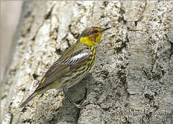 Cape May Warbler