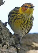 Cape May Warbler