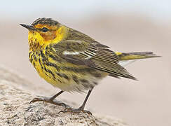 Cape May Warbler