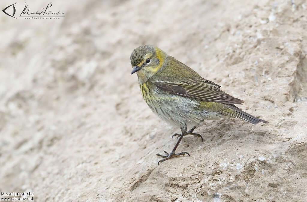 Paruline tigrée femelle adulte, identification