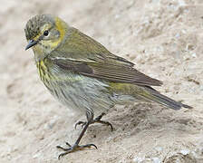 Cape May Warbler