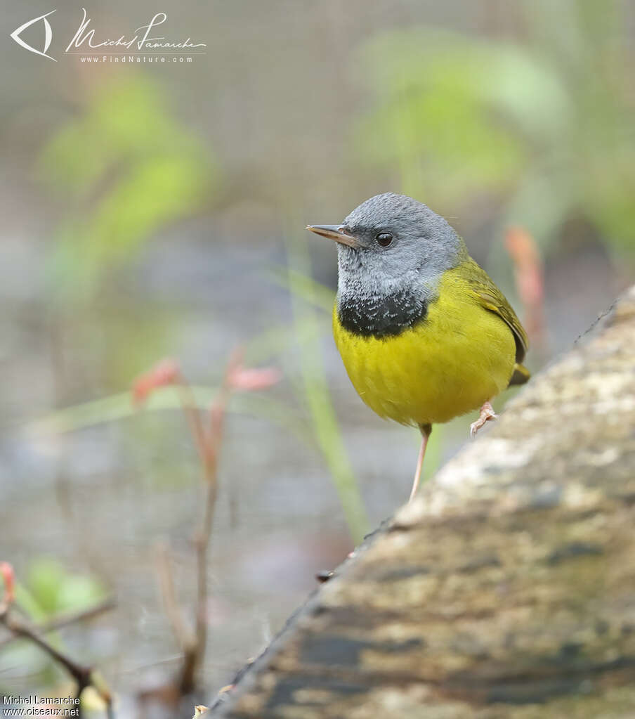 Mourning Warbler male adult, close-up portrait