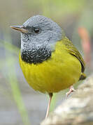 Mourning Warbler