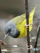 Mourning Warbler