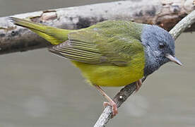 Mourning Warbler