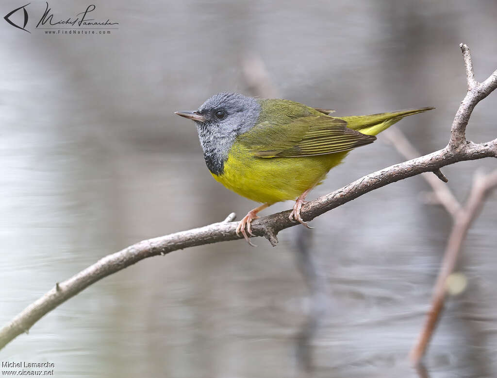 Mourning Warbler male adult, identification