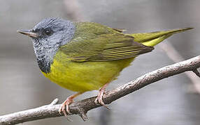 Mourning Warbler