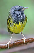 Mourning Warbler