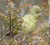 Orange-crowned Warbler