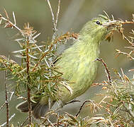 Orange-crowned Warbler