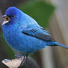 Passerin indigo