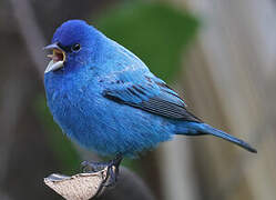 Indigo Bunting