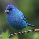 Passerin indigo